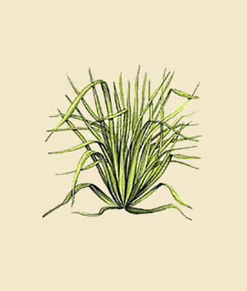 Lemongrass